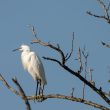 Aigrette garzette